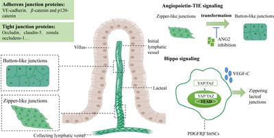 The role of lacteal integrity and junction transformation in obesity: A promising therapeutic target?
